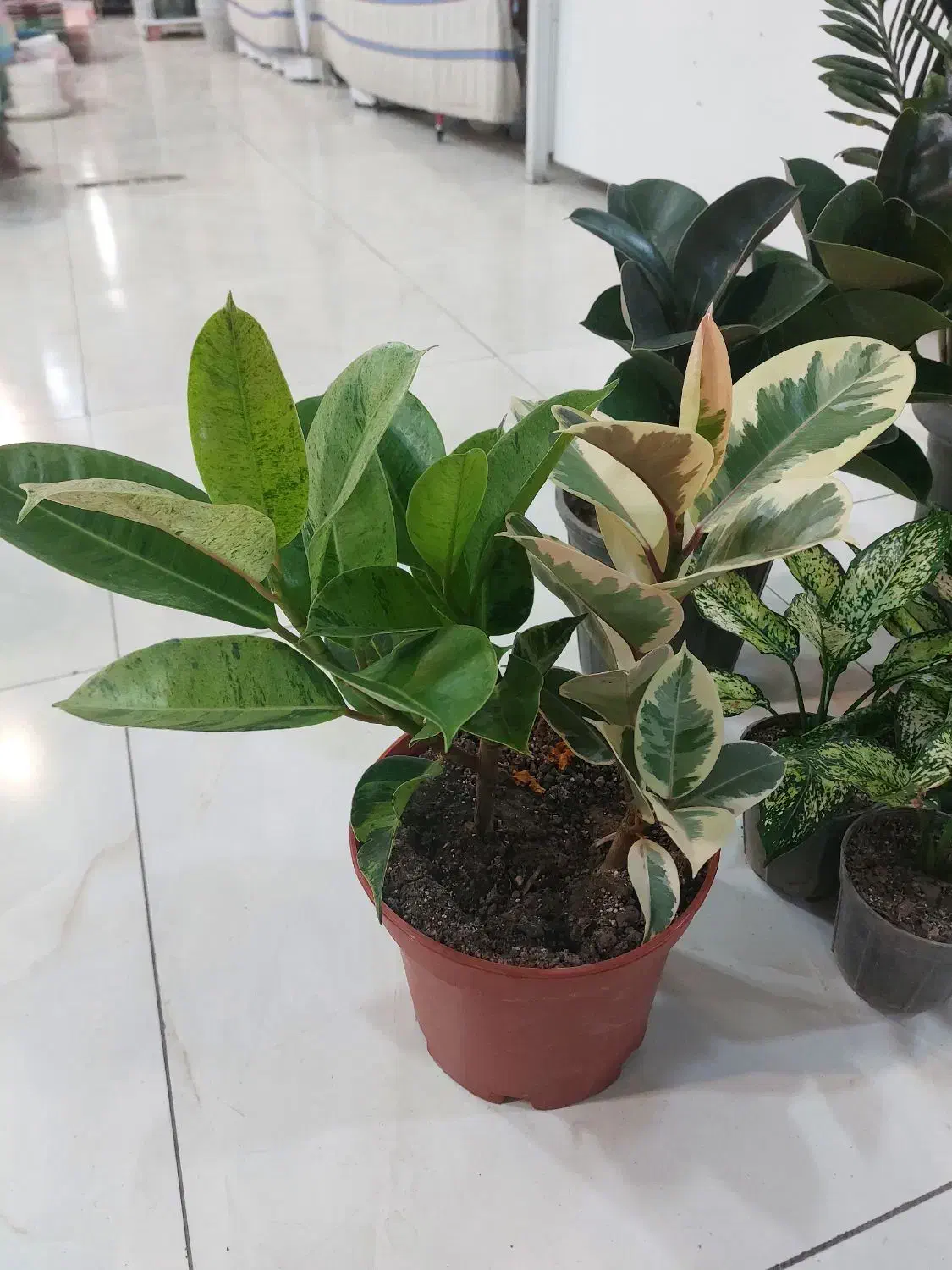 زاموفیلیا سوپر بلک سایز بزرگ|گل و گیاه طبیعی|اصفهان, سپاهانشهر|دیوار