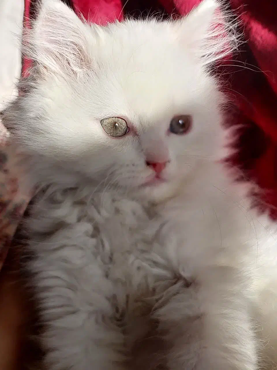 بچه گربه نژاد دار|گربه|کرمان, |دیوار