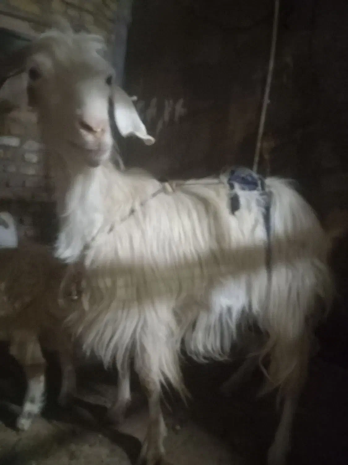 بزوبزغاله سانن|حیوانات مزرعه|تربت‌حیدریه, کلاته توکلی|دیوار