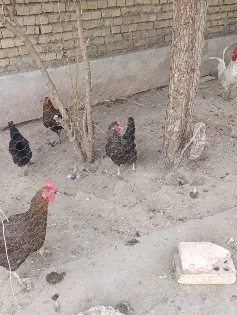 مرغ و خروس|حیوانات مزرعه|اهواز, شهرک رزمندگان|دیوار