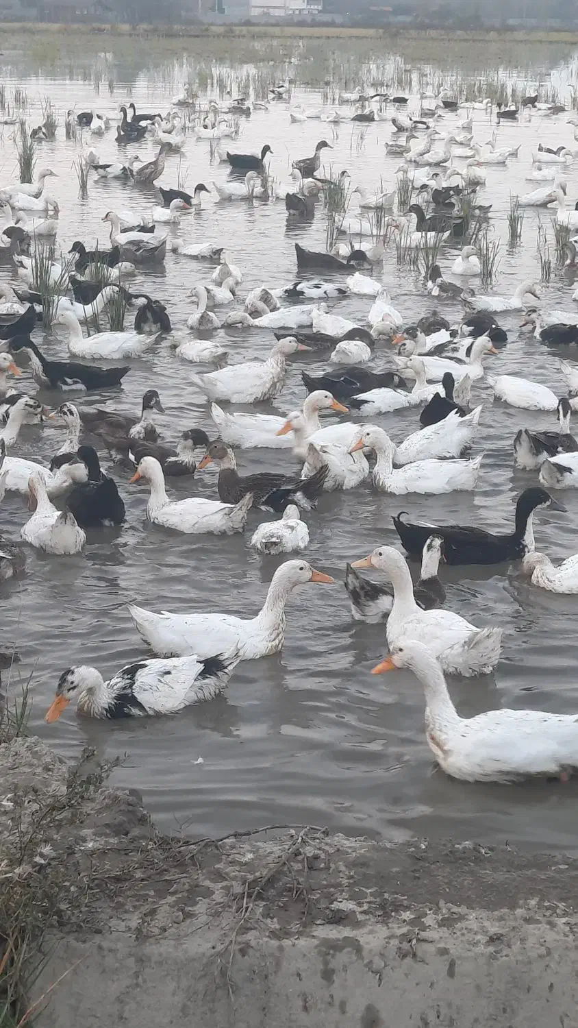 اوردک پرورشی .تعداد بالا فروشی|حیوانات مزرعه|تولم شهر, |دیوار