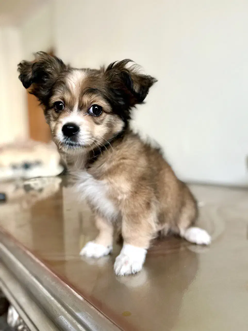 فروش توله سگ ماده شیتزو|سگ|بندرعباس, |دیوار