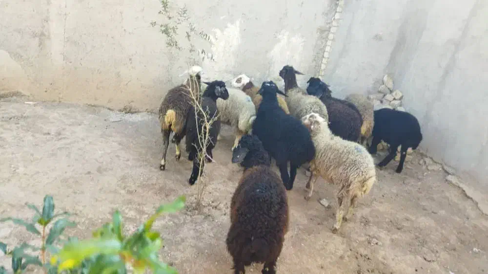 سبک سنگین نر و ماده چاق و چله جهت قربانی|حیوانات مزرعه|کرج, گلشهر|دیوار