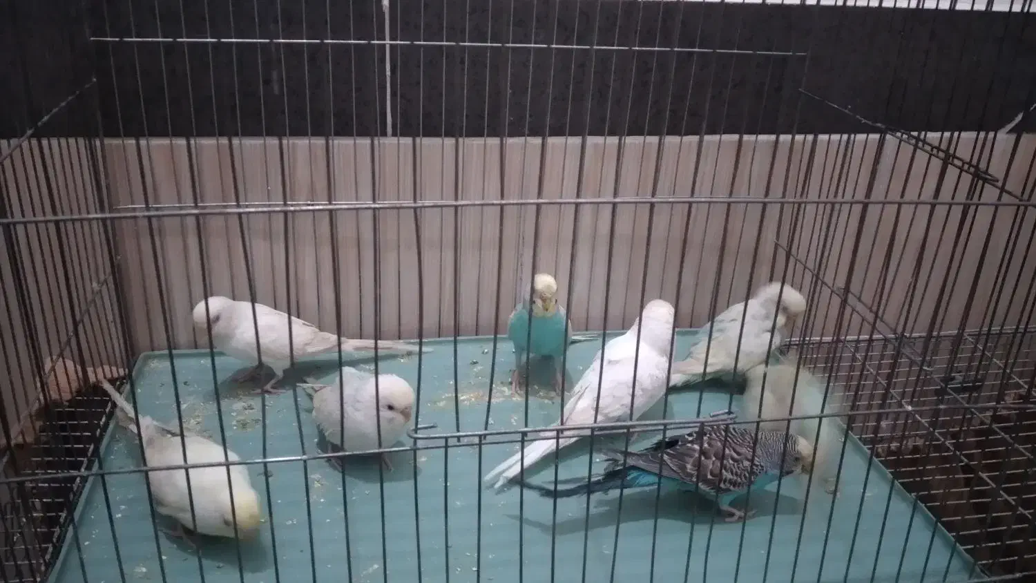 مرغ عشق|پرنده|پیرانشهر, |دیوار