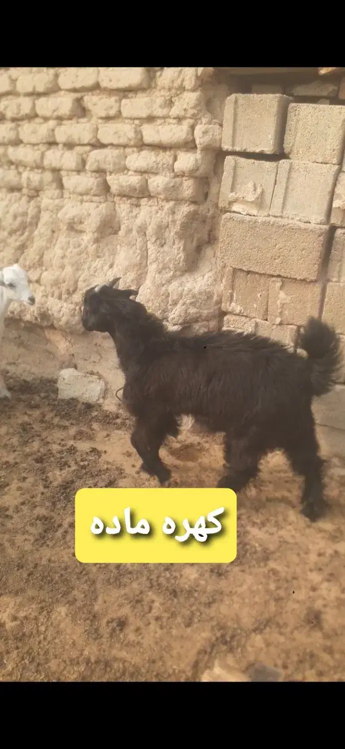 میش کولار کهره بز  قیمت مناسب|حیوانات مزرعه|شیراز, شهرک گلستان|دیوار
