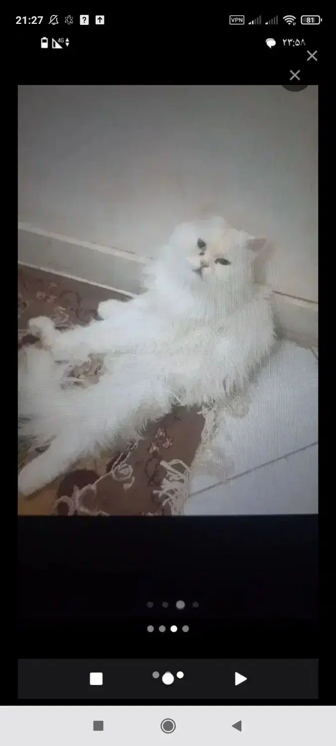 گربه گمشده|حیوانات|گرگان, |دیوار