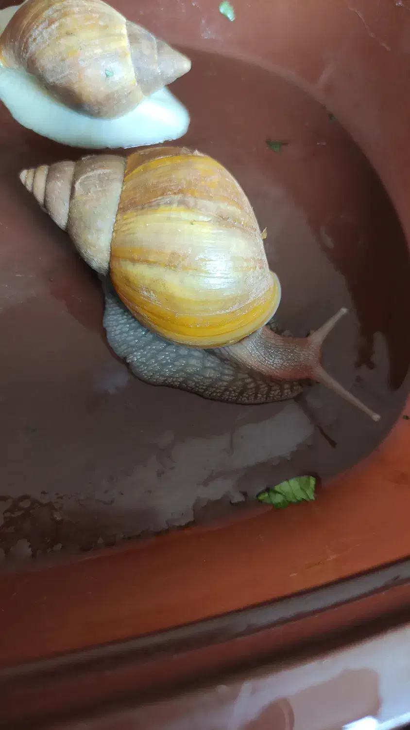 دو عدد حلزون|خزنده|ملارد, |دیوار