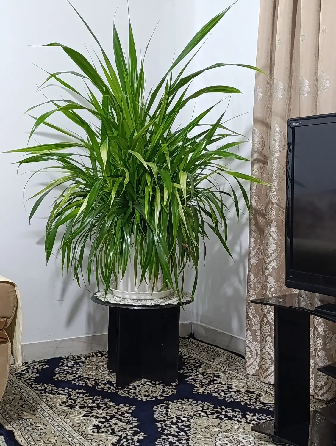 گل طبیعی|گل و گیاه طبیعی|سنندج, |دیوار