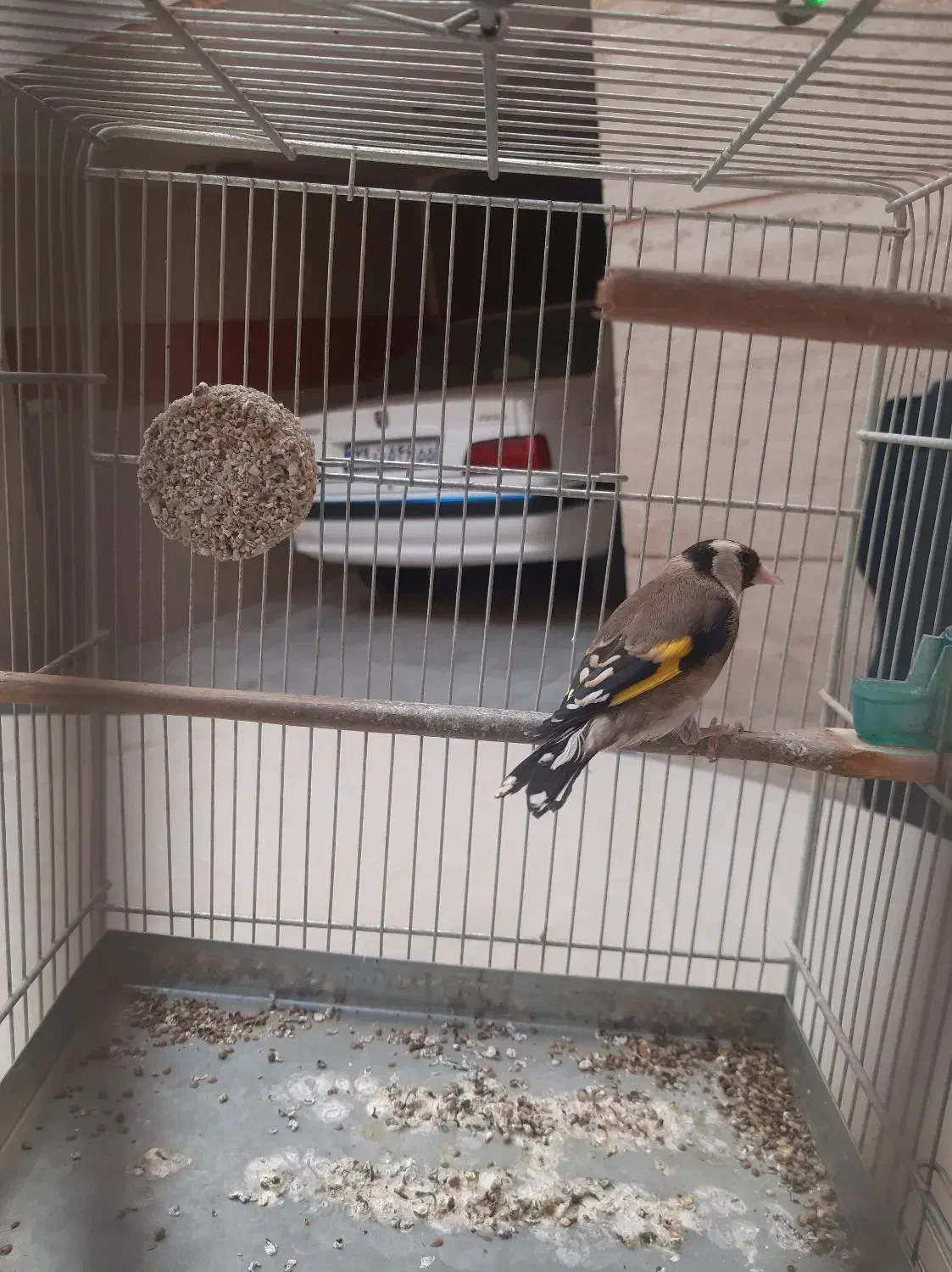 سهره نر|پرنده|تهران, مشیریه|دیوار