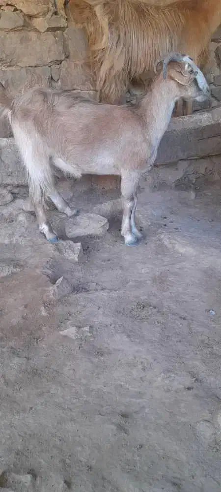 ۳تا بز آبستن برا فروش|حیوانات مزرعه|مسجد سلیمان, |دیوار