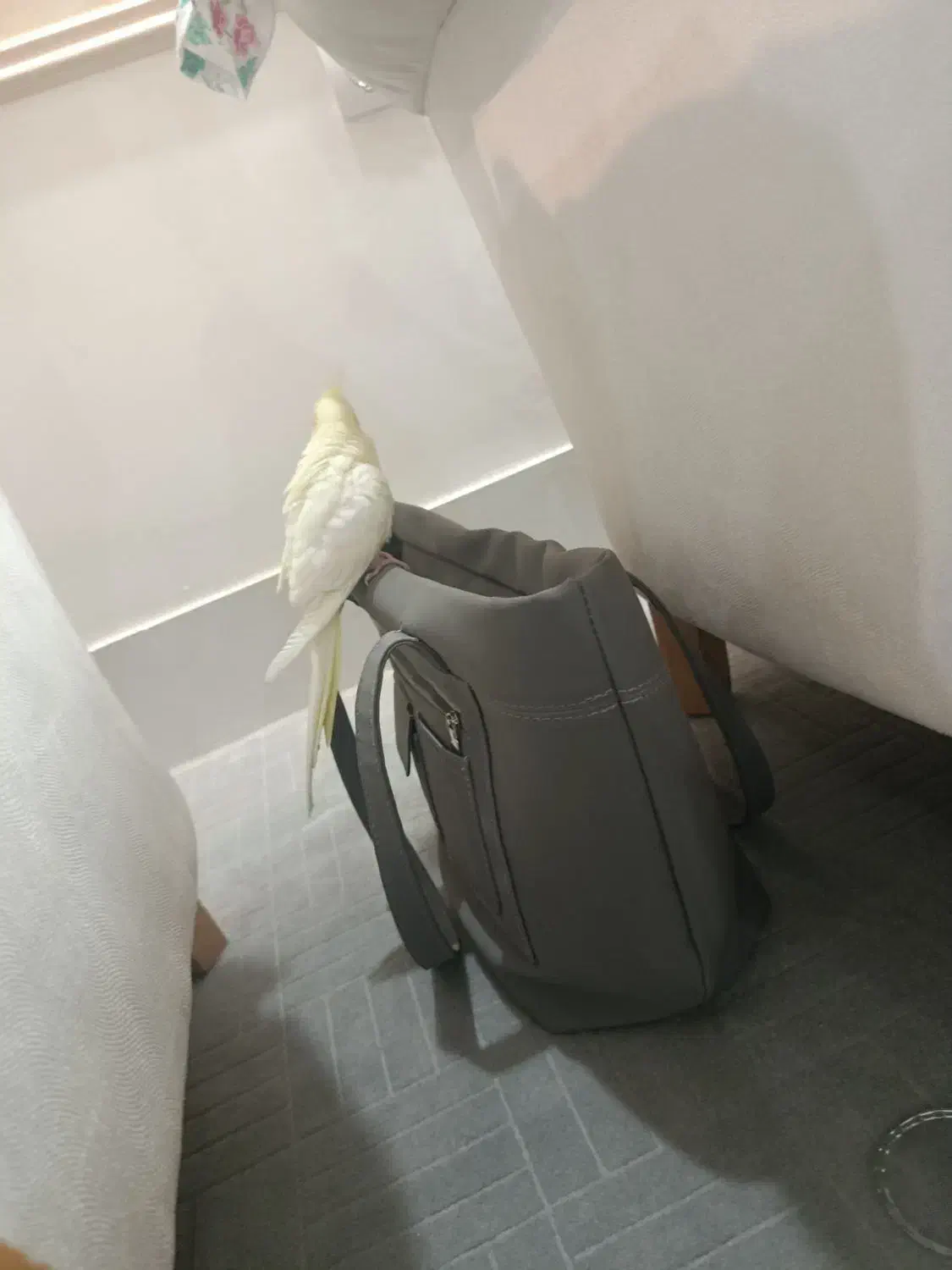 عروس هلندی دستی صحبت میکنه ولی کم|پرنده|کاشمر, |دیوار