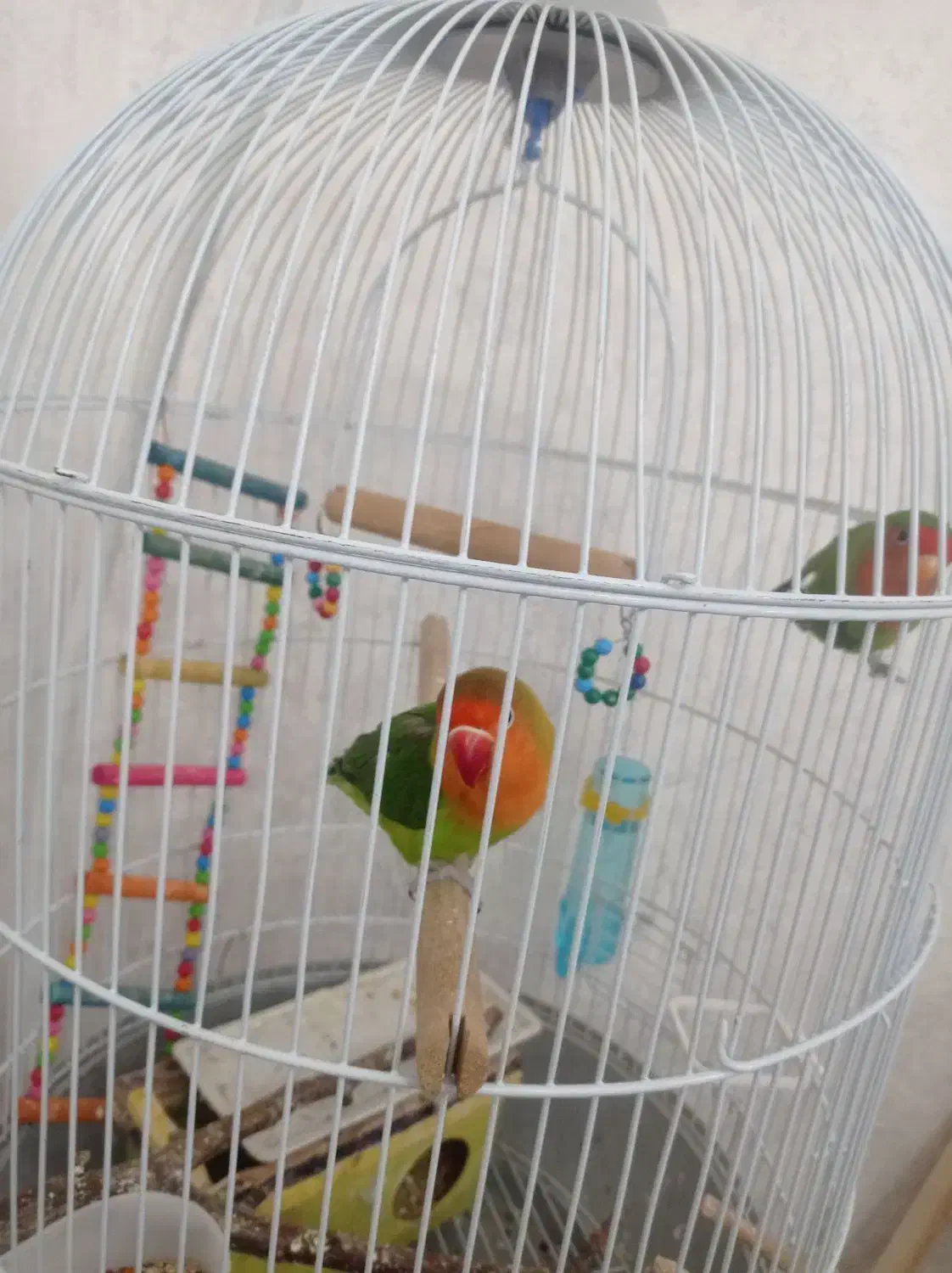 کوتوله برزیلی بسیار بازیگوش|پرنده|تبریز, |دیوار