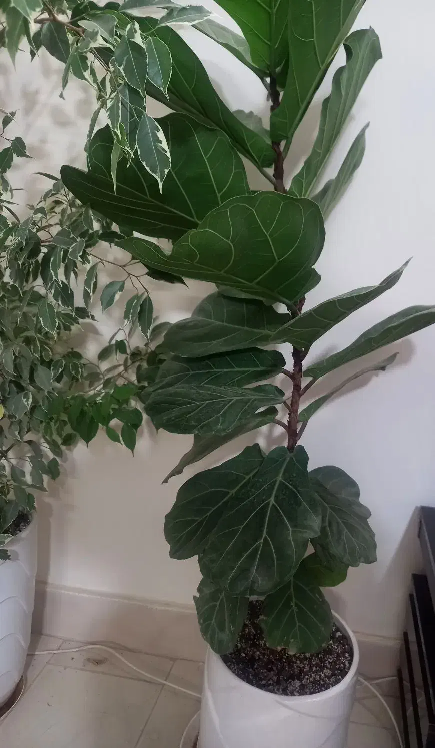 گل طبیعی|گل و گیاه طبیعی|تربتحیدریه, ۴۵ متری|دیوار