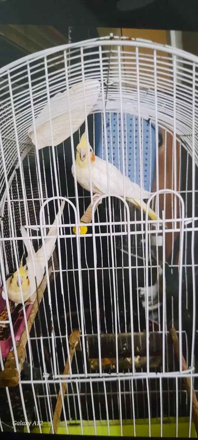 یک جفت|پرنده|اهواز, کمپلو جنوبی|دیوار