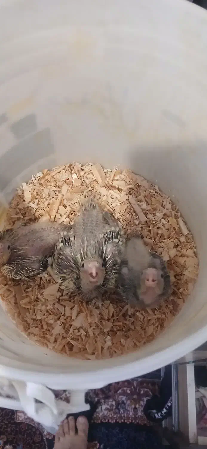 جوجه عروس هلندی|پرنده|تهران, شهرک رضویه|دیوار