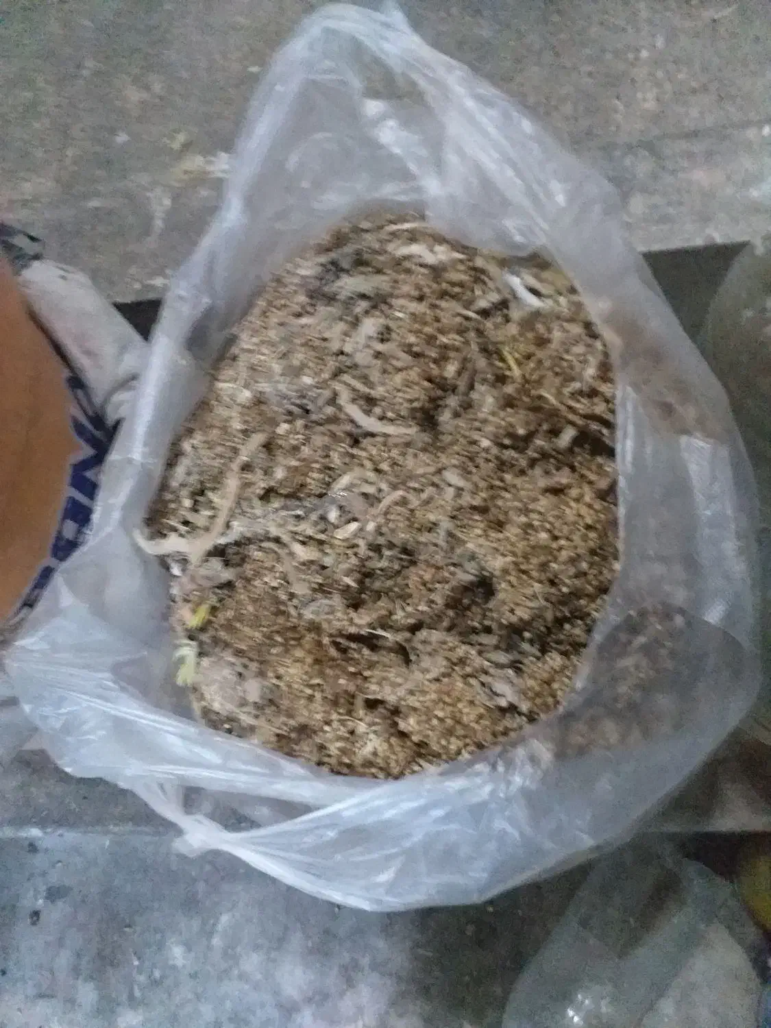 کبوتر کود|گل و گیاه طبیعی|مشهد, نکاح|دیوار