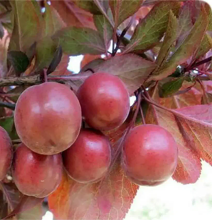 تولید و فروش نهال گوجه قرمز امریکایی|خدمات باغبانی و درختکاری|آذرشهر, |دیوار