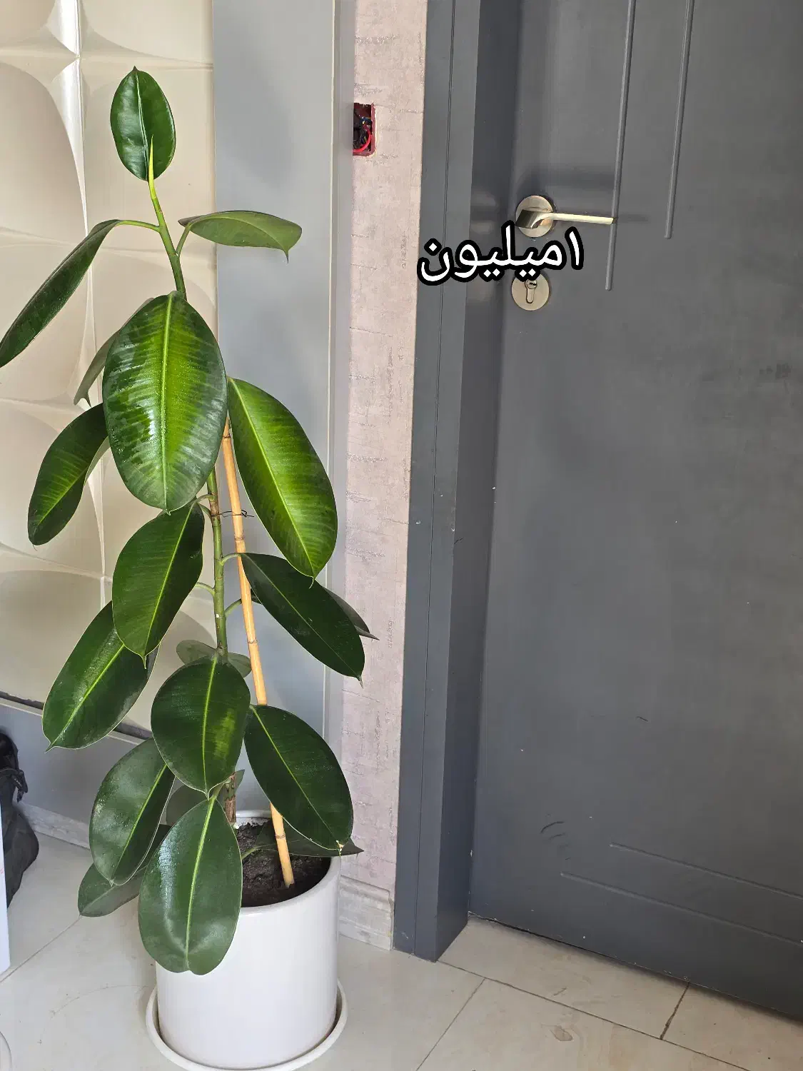 گل.|گل و گیاه طبیعی|شیراز, آزادگان|دیوار