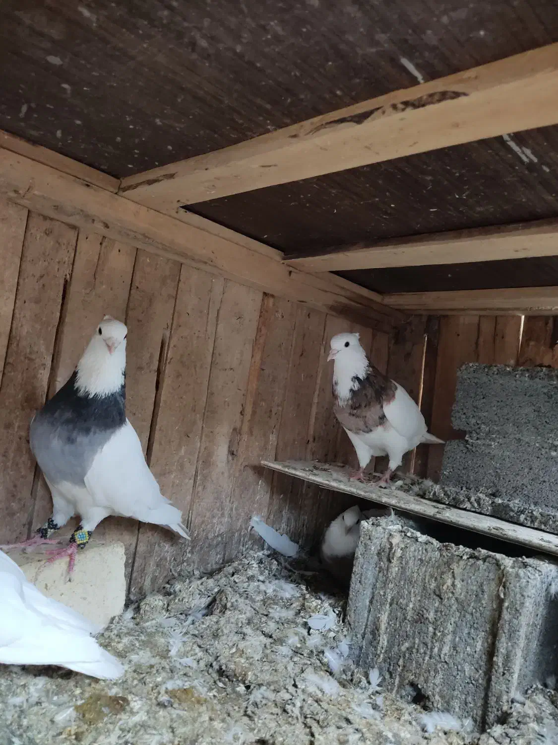 پنج عدد طوق تمیز|پرنده|سی‌سخت, |دیوار