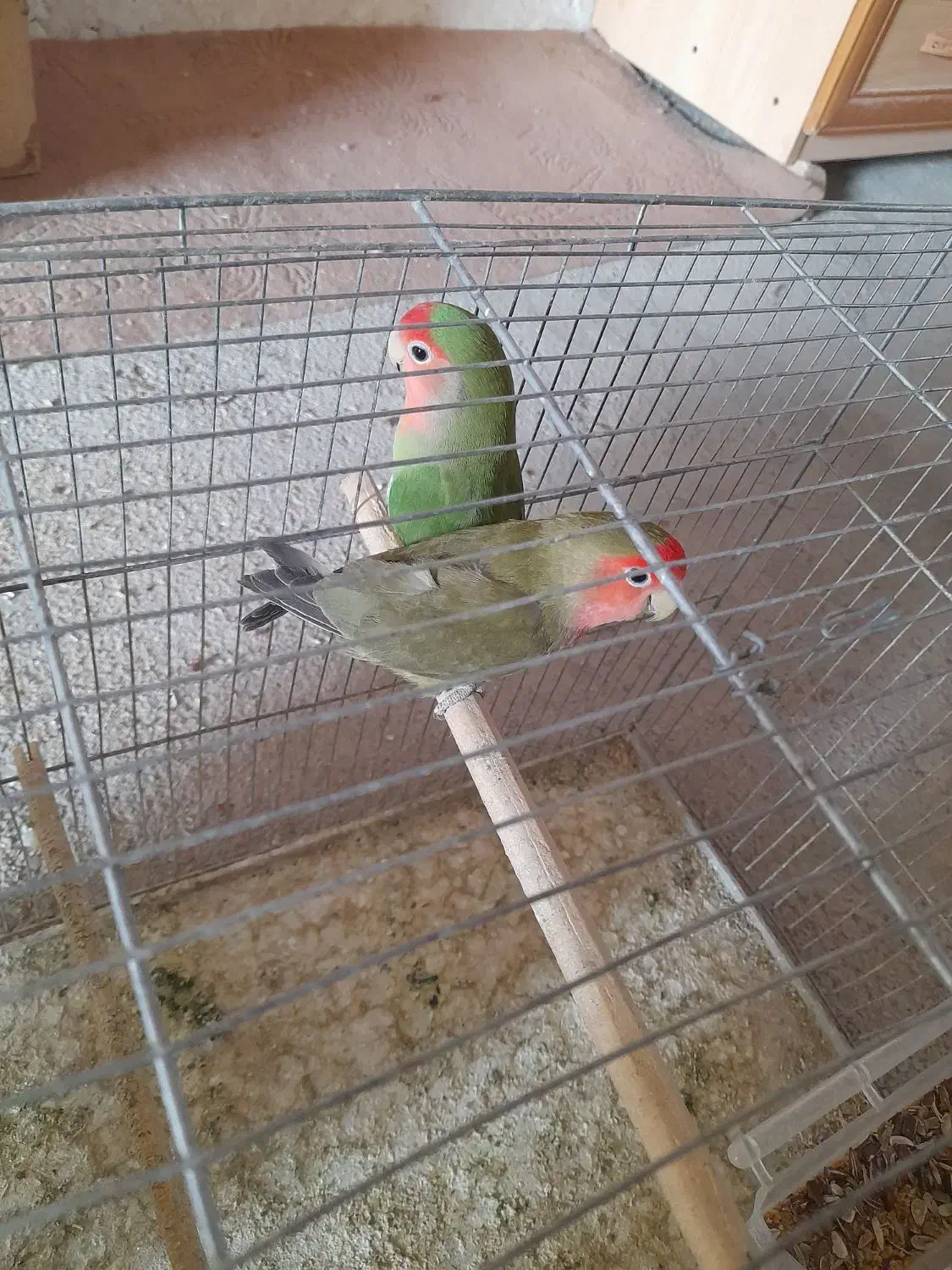 طوطی برزیلی|پرنده|کوزران, |دیوار