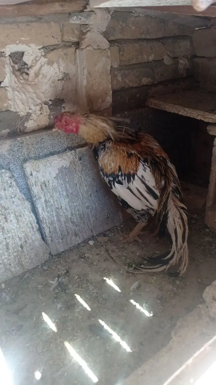 خروس|حیوانات مزرعه|زاوه, |دیوار