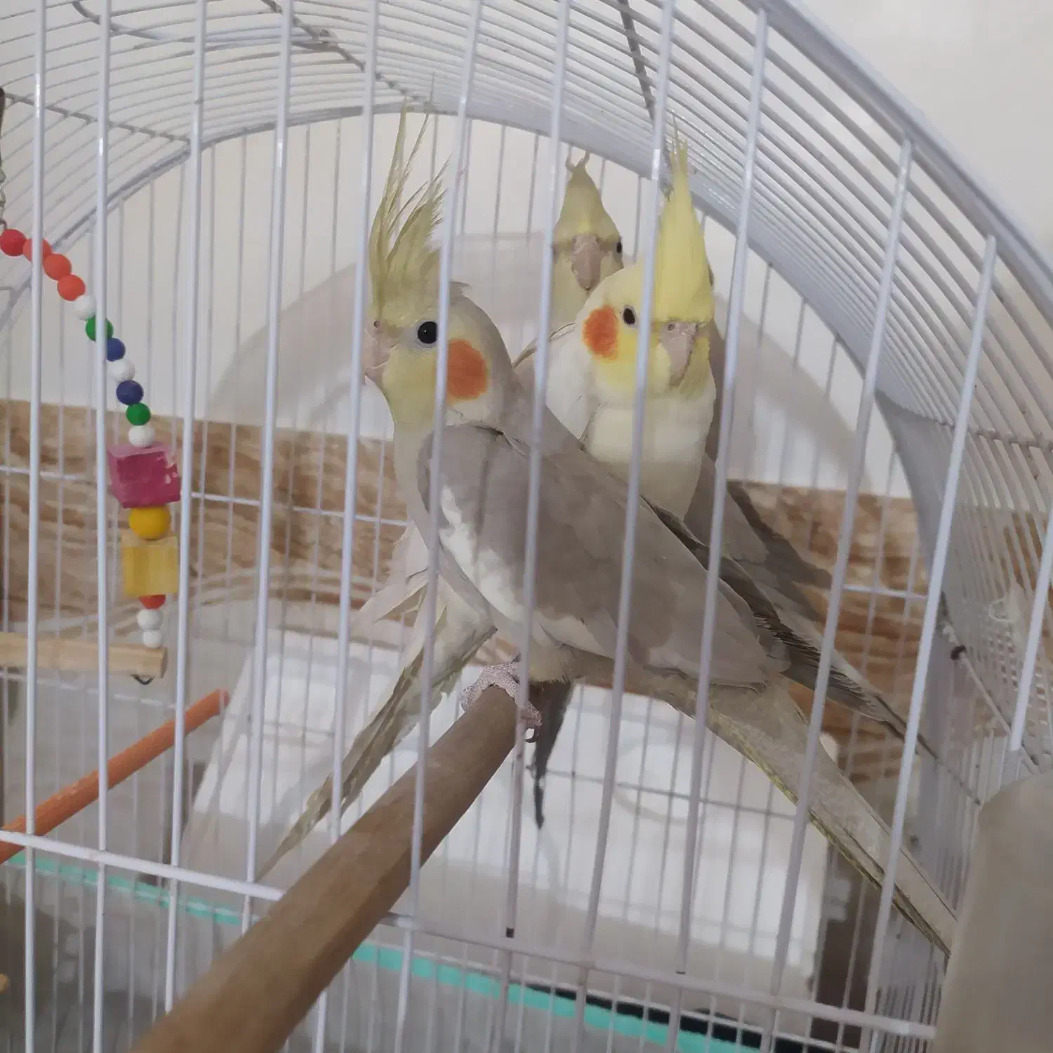 عروس هلندی|پرنده|دوگنبدان, |دیوار