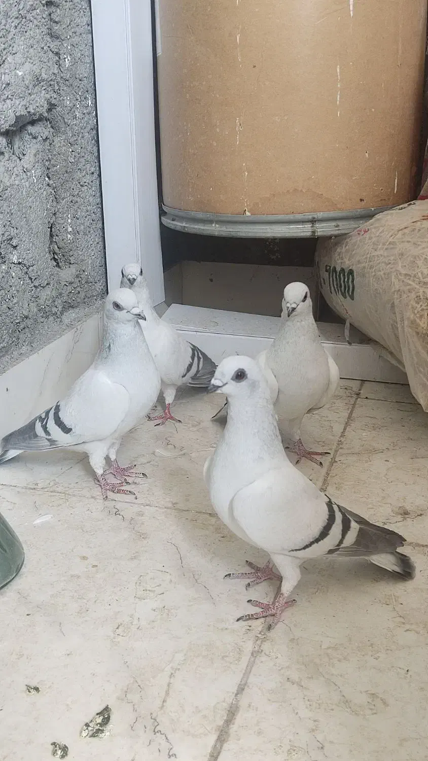 پرنده|پرنده|ایلام, |دیوار