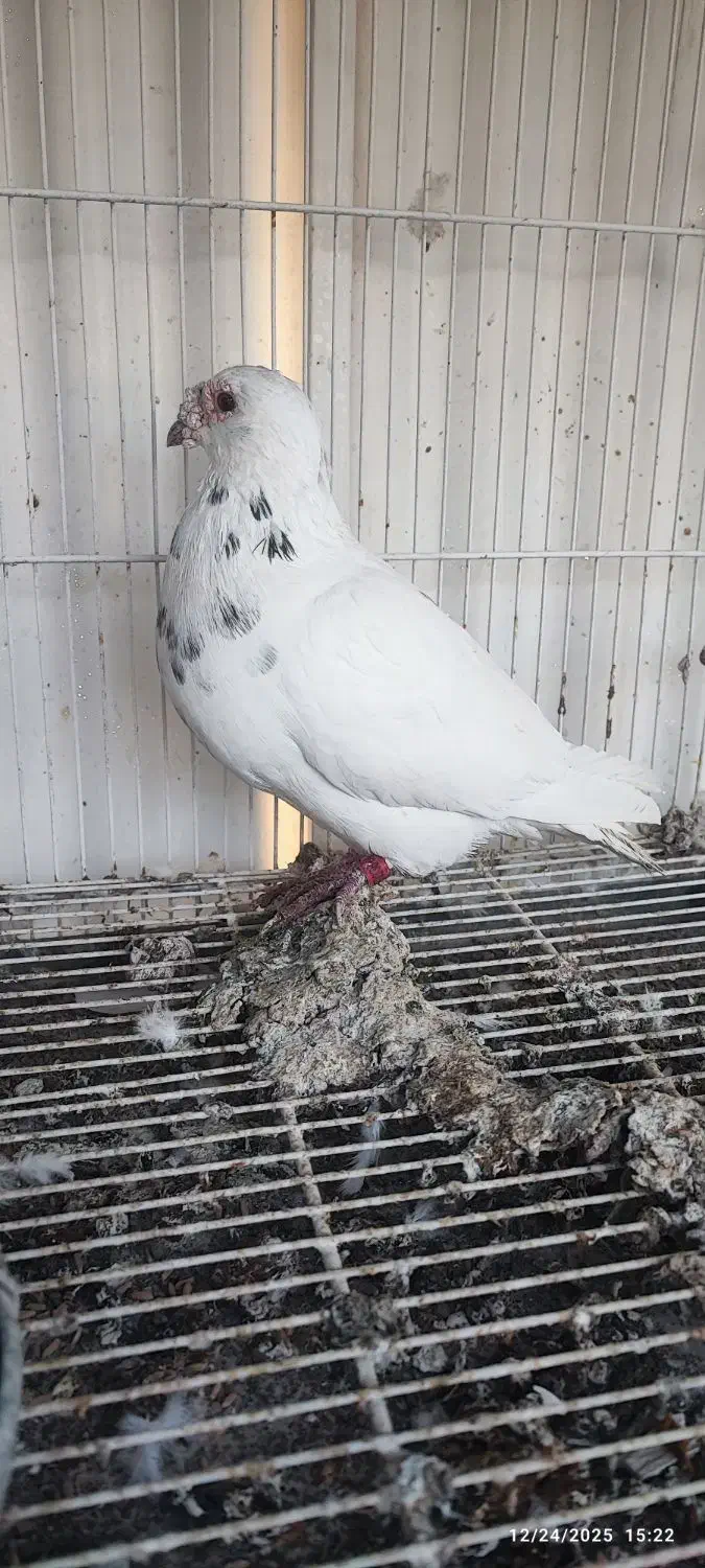 کبوتر|پرنده|مشهد, جوادیه|دیوار