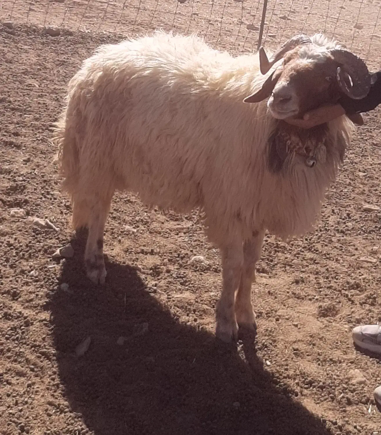 یک قوچ کوردی ۳سال|حیوانات مزرعه|زرین آباد, |دیوار