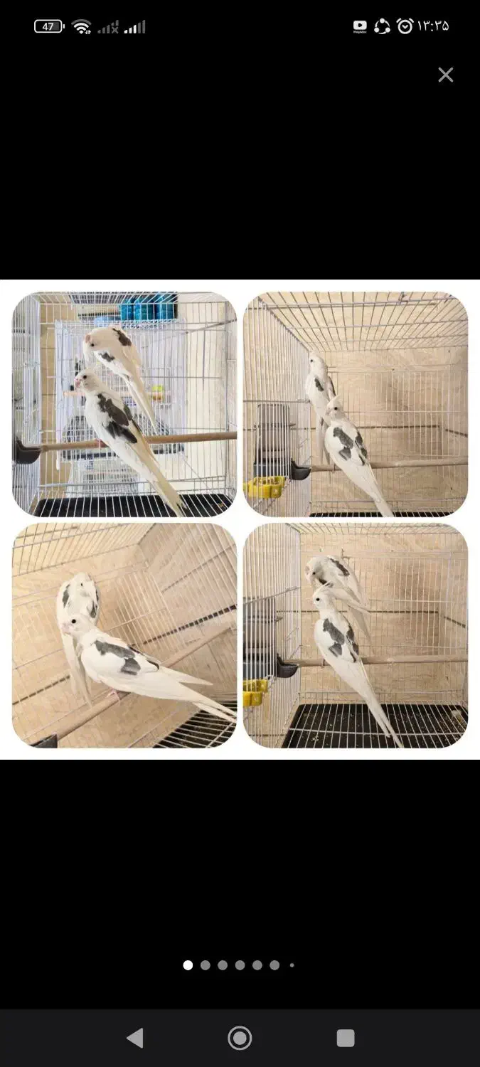 عروس هلندی دو کت البینو|پرنده|سبزوار, هویزه|دیوار