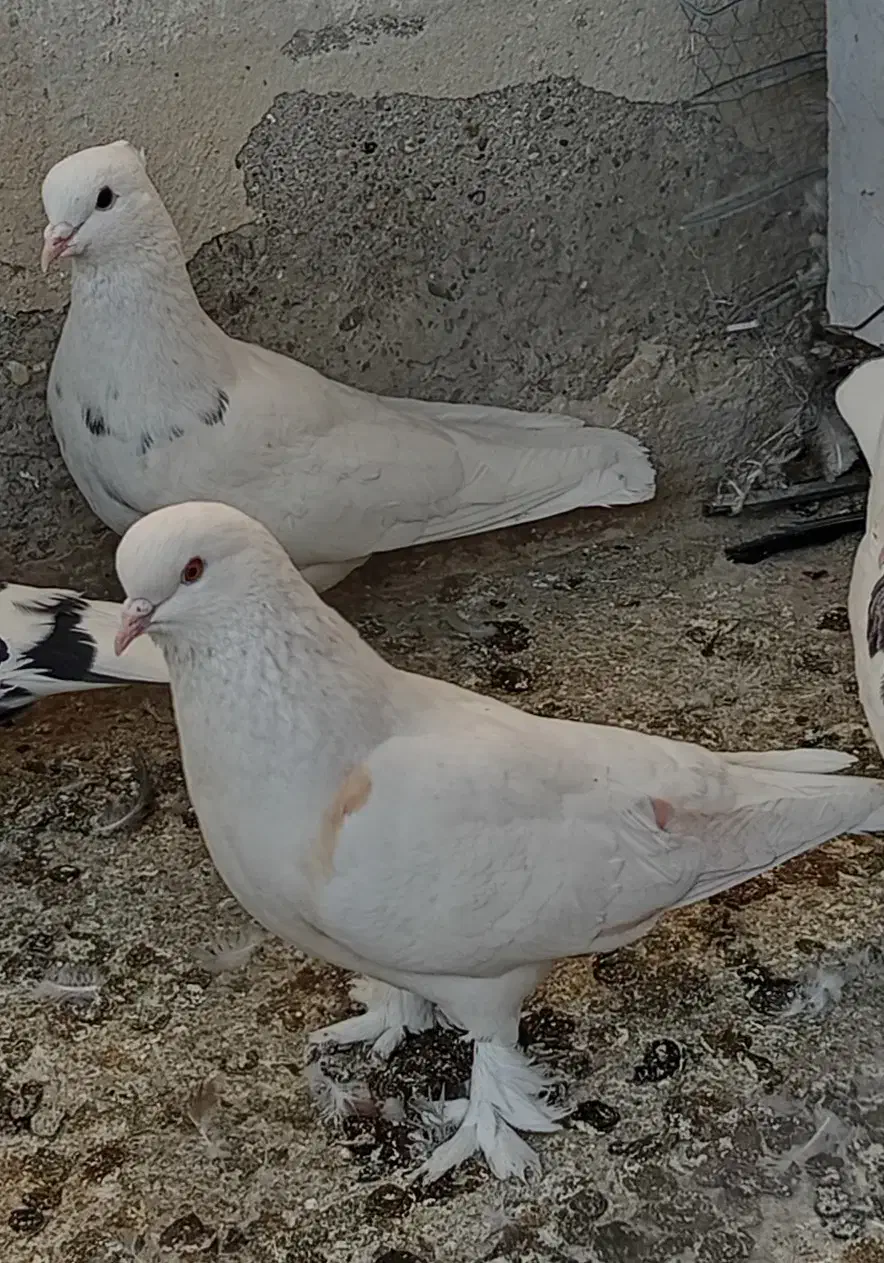 کبوتر نر و ماده جوان|پرنده|شهریار, رضی آباد پایین|دیوار