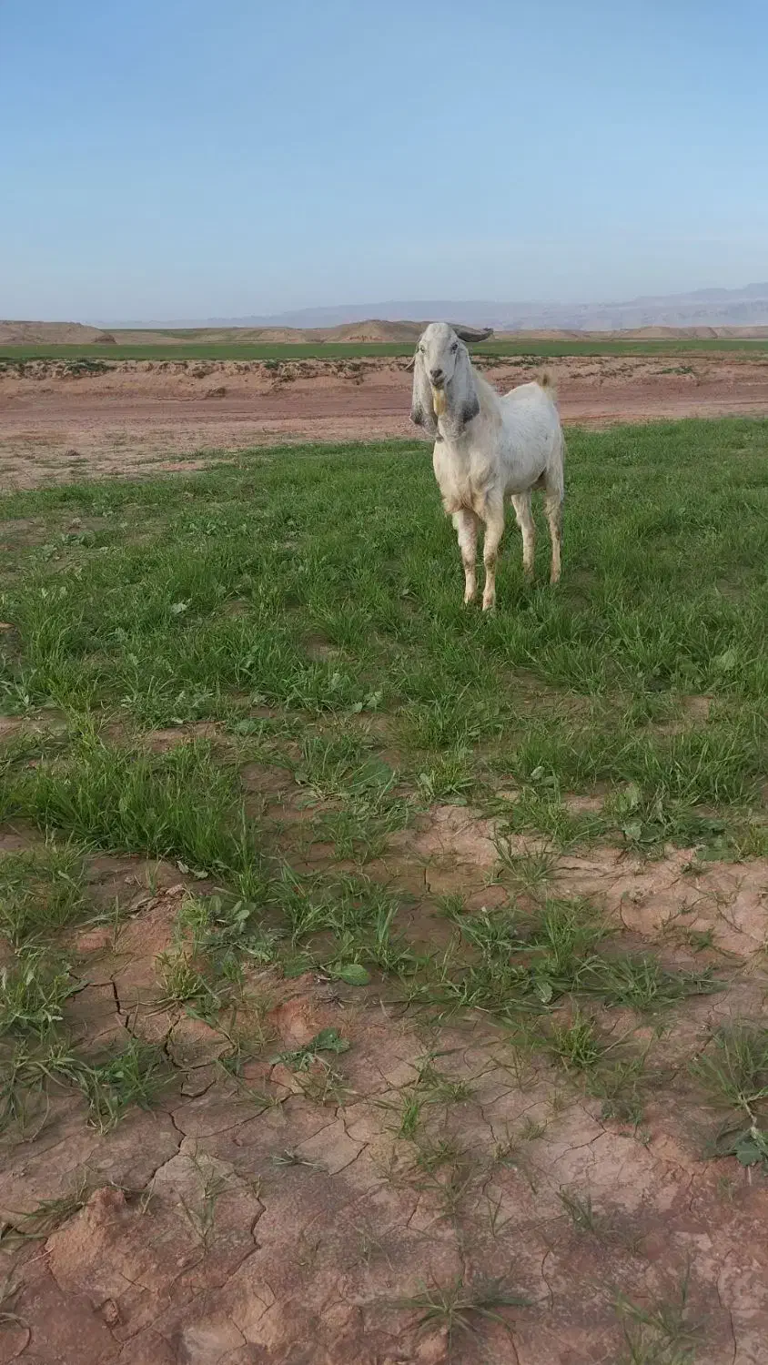نر بز افغانی|حیوانات مزرعه|شوشتر, |دیوار