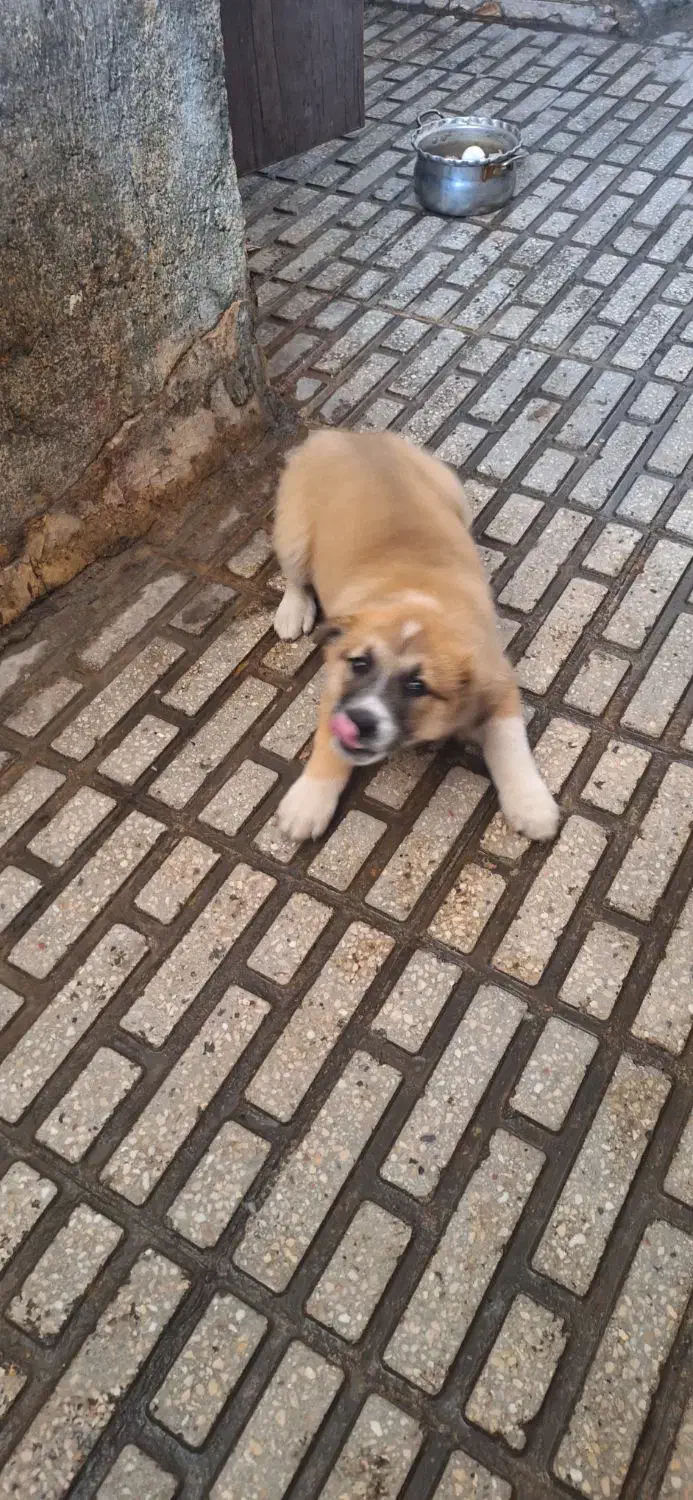 سگ سرابی رایگان|سگ|کرمانشاه, |دیوار