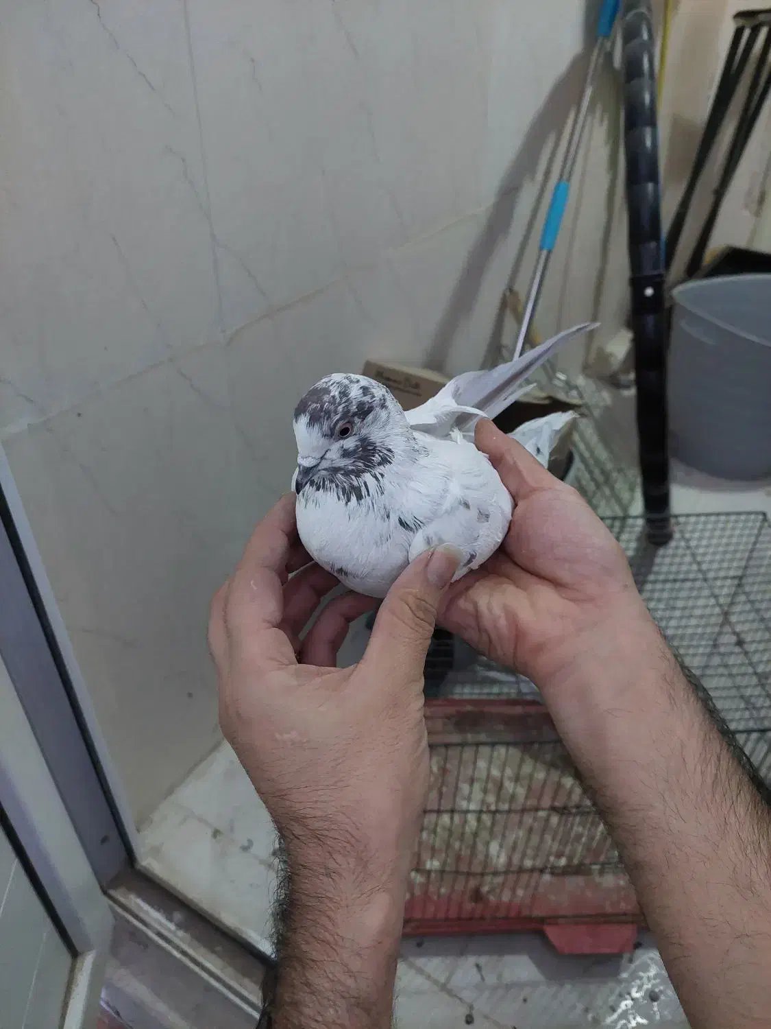 ۳عدد کفتر گرفتنی خوب|پرنده|قم, وادی السلام|دیوار