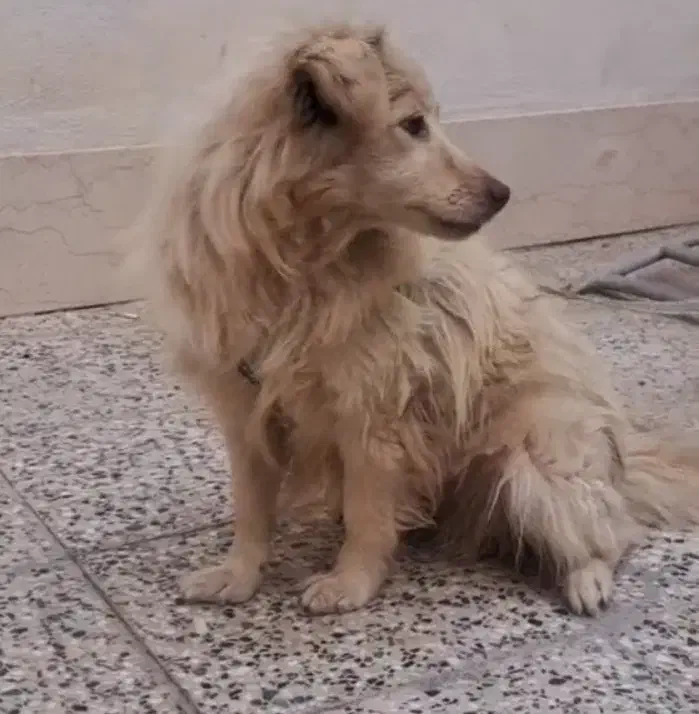 واگذرای سگ پاپی|سگ|نجف‌آباد, جلال آباد|دیوار