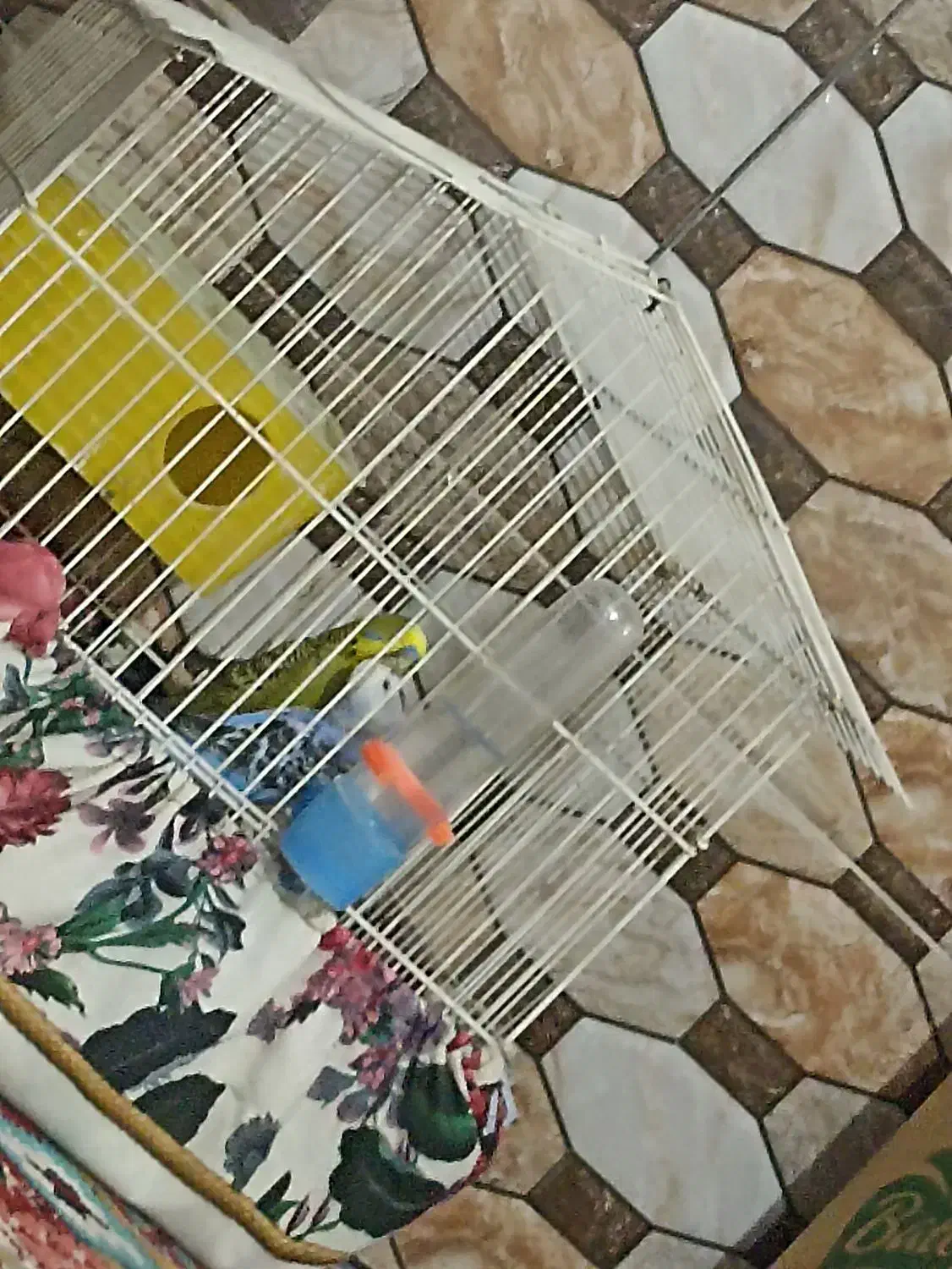 مرغ عشق جوان|پرنده|کوهدشت, |دیوار