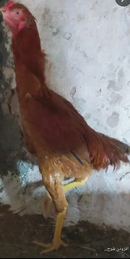 لاری 7ماهه|حیوانات مزرعه|مشگین شهر, |دیوار