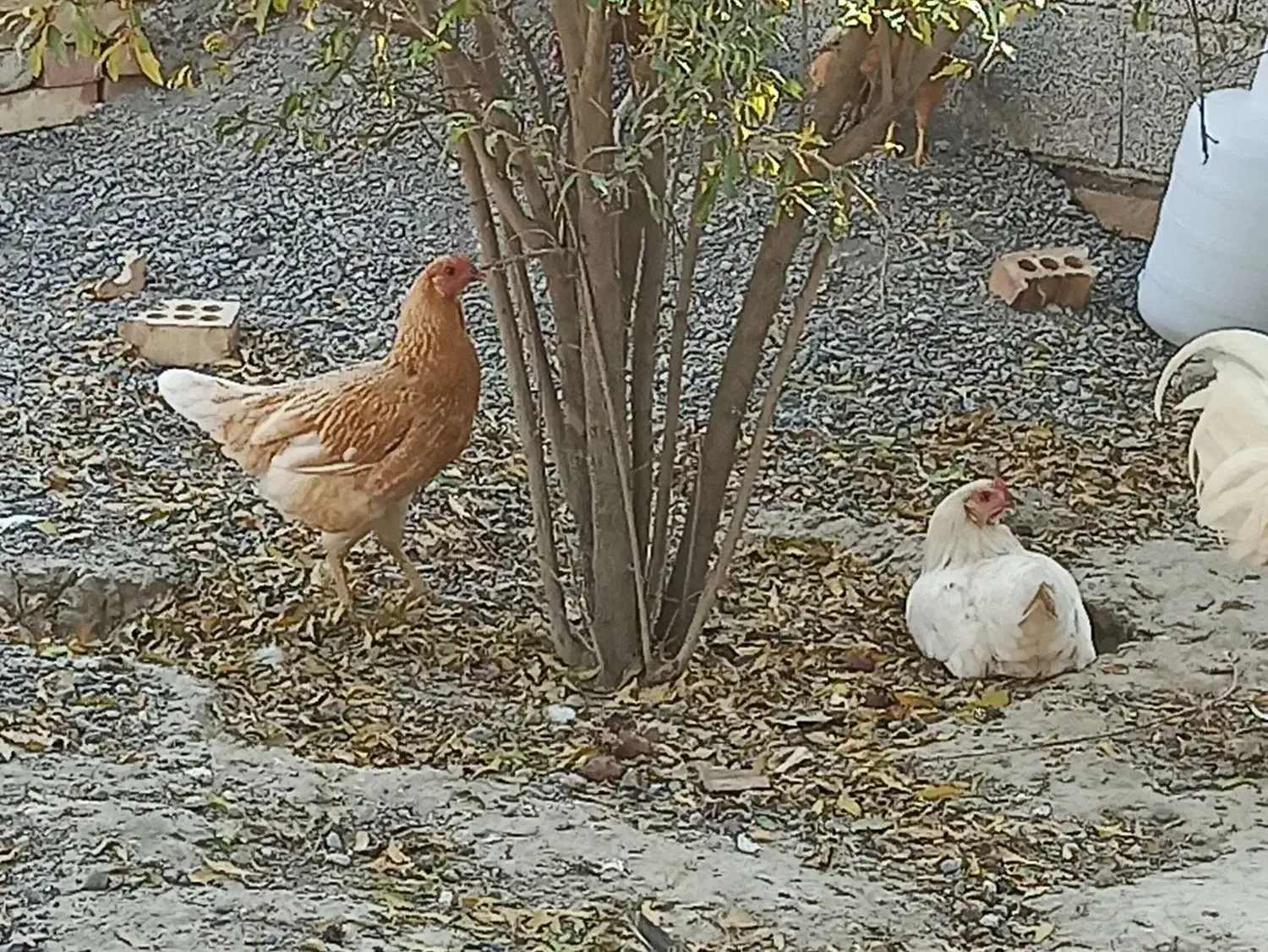 محلی|حیوانات مزرعه|انبارآلوم, |دیوار