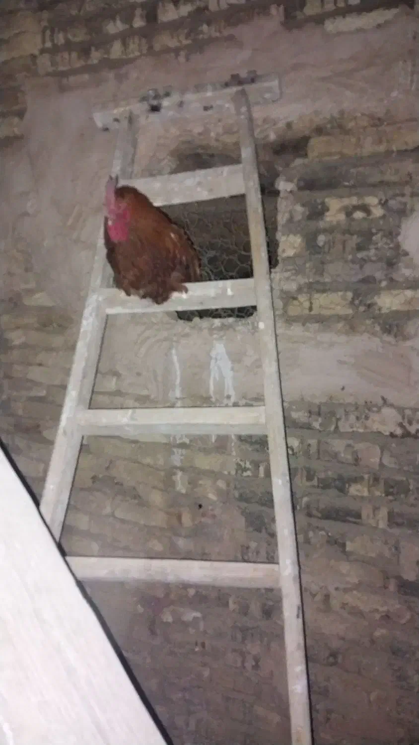 فروشمرغوخروس|حیوانات مزرعه|برخوار, |دیوار