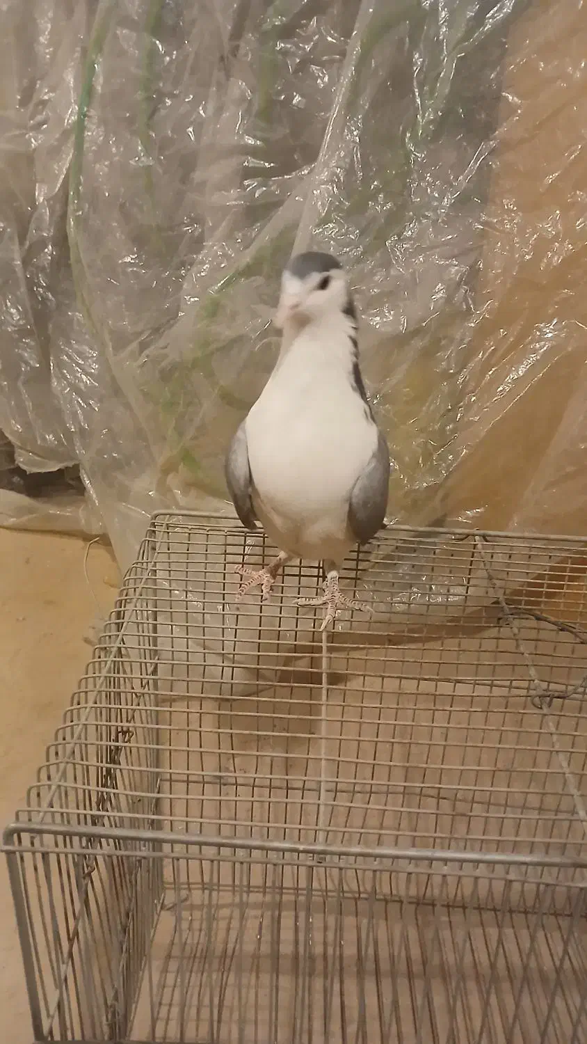 کبوتر بدرنگ|پرنده|شاهینشهر, گزبرخوار|دیوار