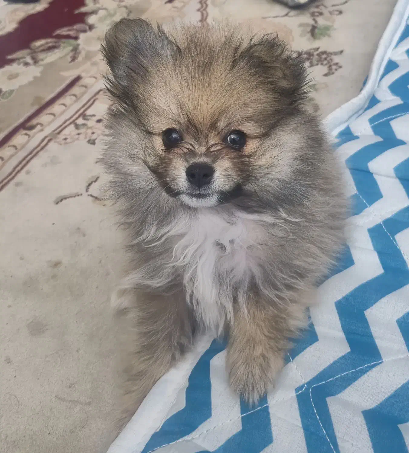 سگ نژاد پامر خرسی تاینی|سگ|یزد, |دیوار