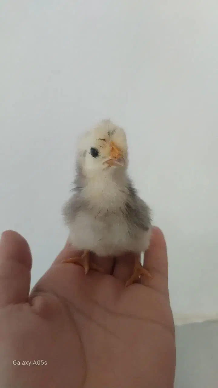 جوجه|حیوانات مزرعه|شیراز, تندگویان|دیوار