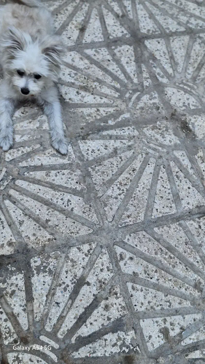 واگذاری سگ|سگ|قم, شهرک امام حسین|دیوار