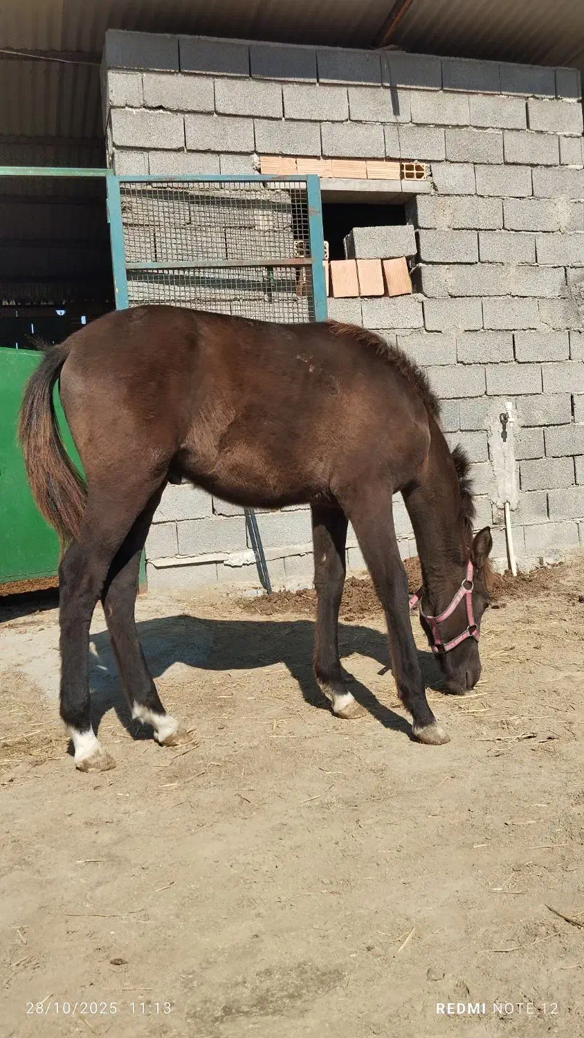 کره نریون 8ماه ترکمن|اسب و تجهیزات اسبسواری|گمیشان, |دیوار