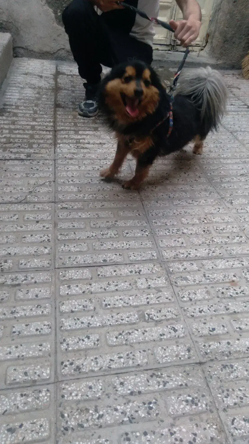 واگذاری سگ خونگی|سگ|باسمنج, |دیوار