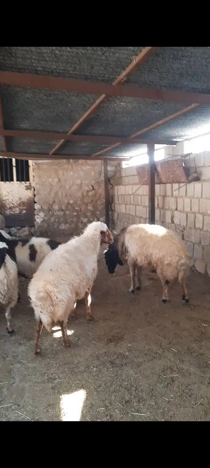 قوچ|حیوانات مزرعه|آبدانان, |دیوار