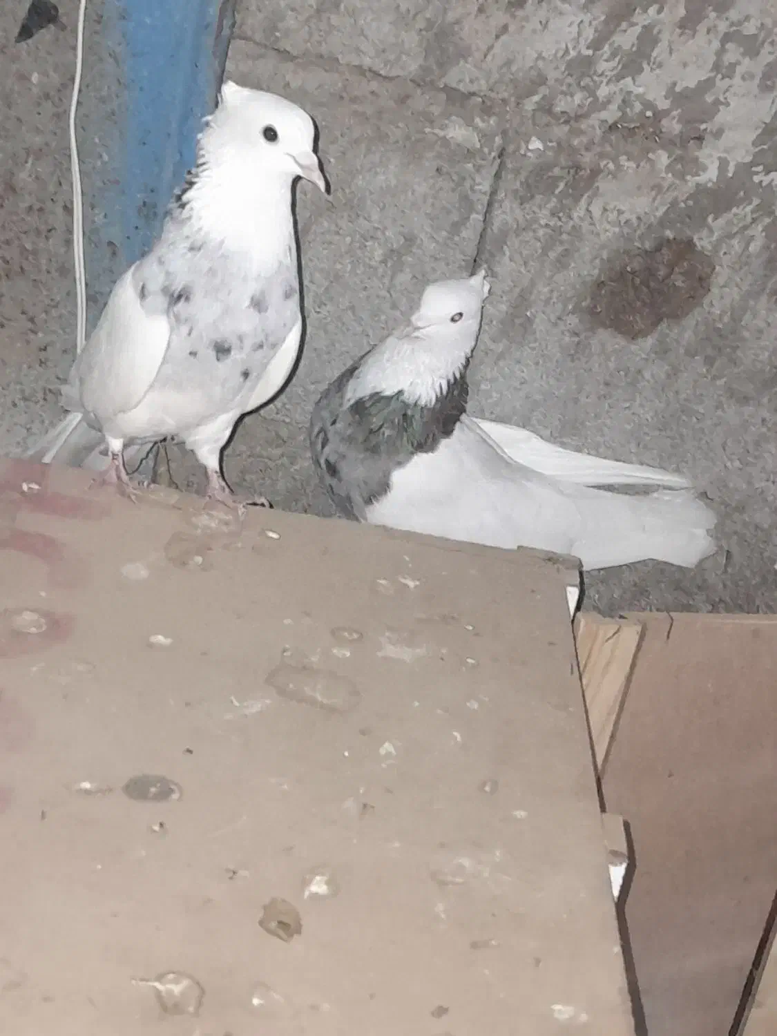 جفت توقی|پرنده|شوش, |دیوار