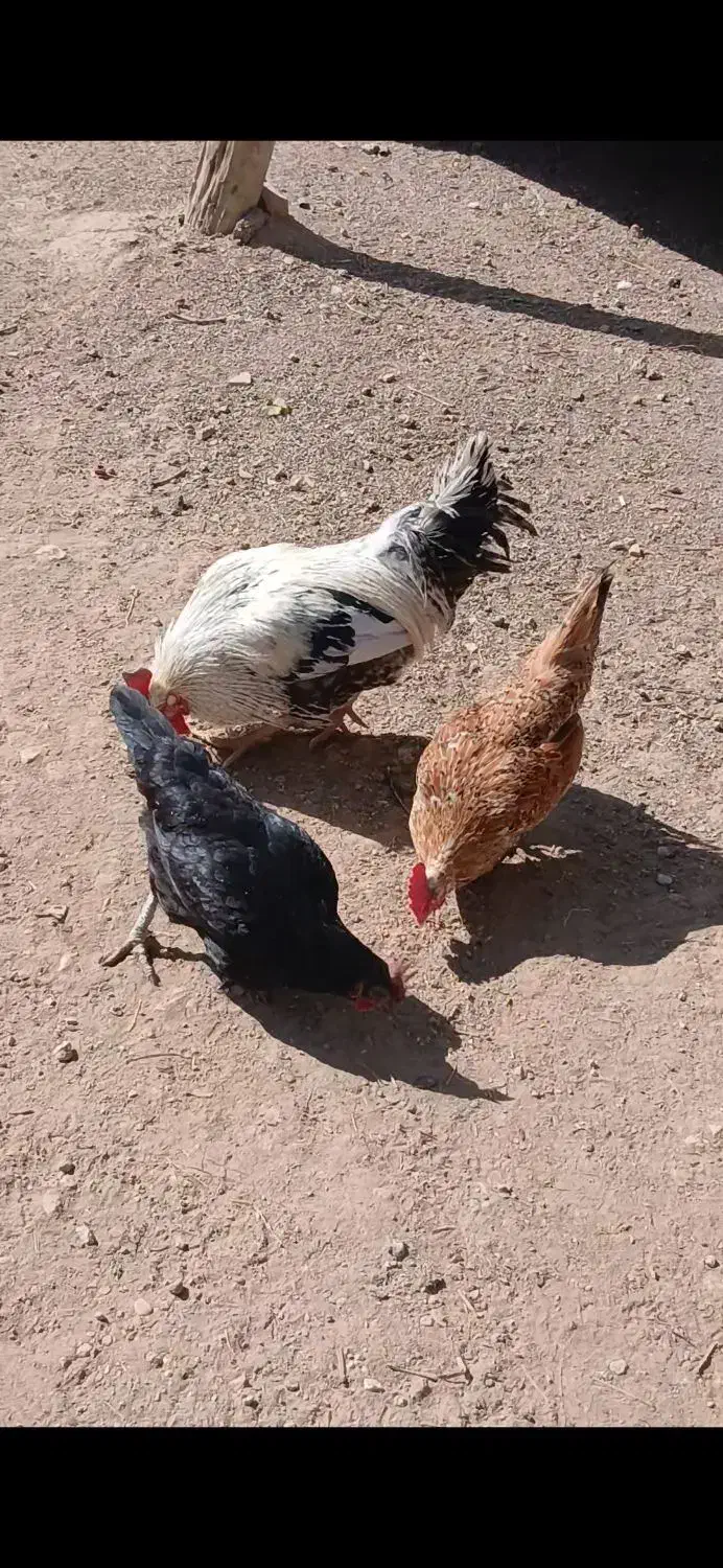 مرغ تخم گذار و خروس|حیوانات مزرعه|کوهدشت, |دیوار