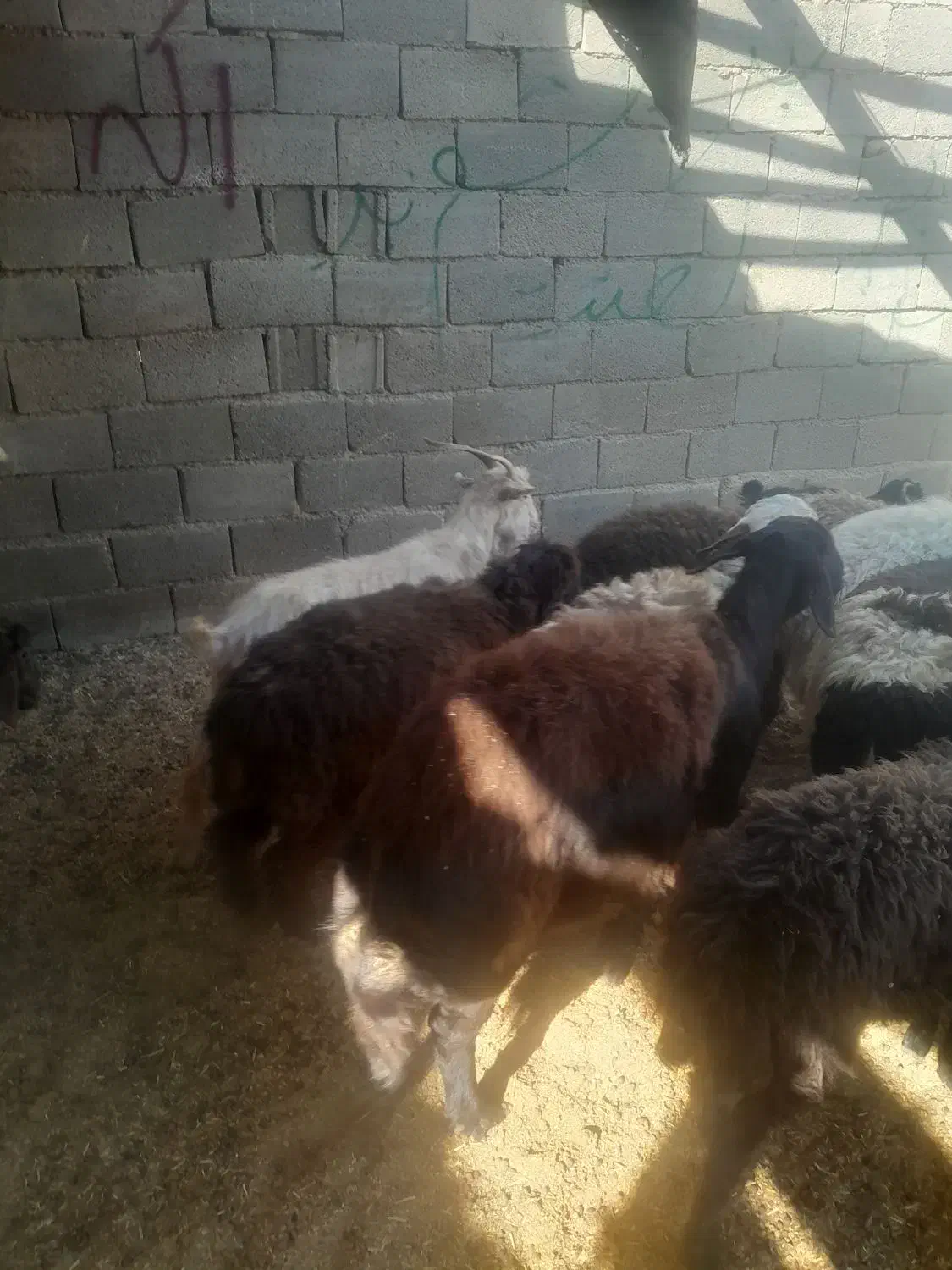 ۳تابز جوان|حیوانات مزرعه|خمینیشهر, |دیوار