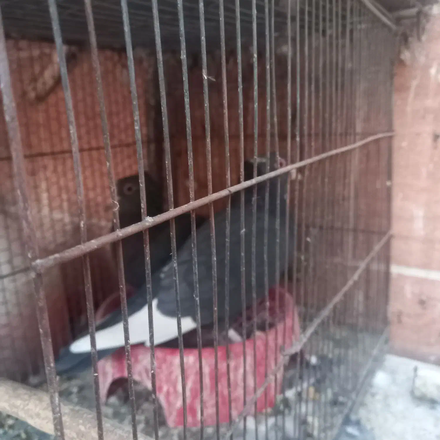 کبوتر سیاه پلنگ کلایی|پرنده|کرمان, |دیوار